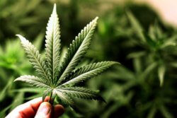 Как конопля влияет на почки плантация от марихуана
