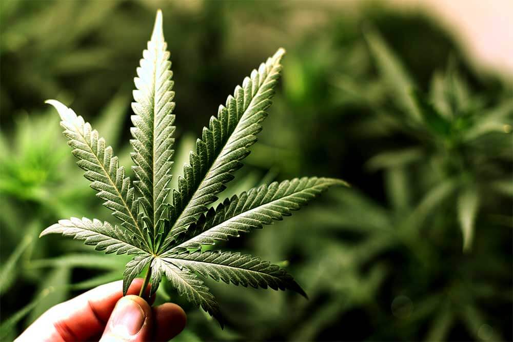 Химиотерапия марихуана оборот наркотиков в норильске